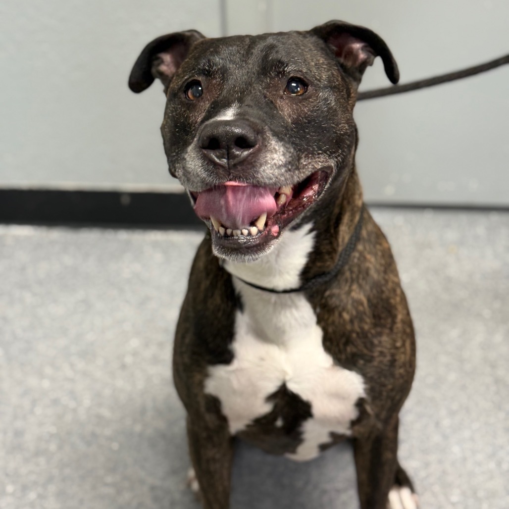 Charlie, an adoptable Boxer, Mixed Breed in Standish, MI, 48658 | Photo Image 1