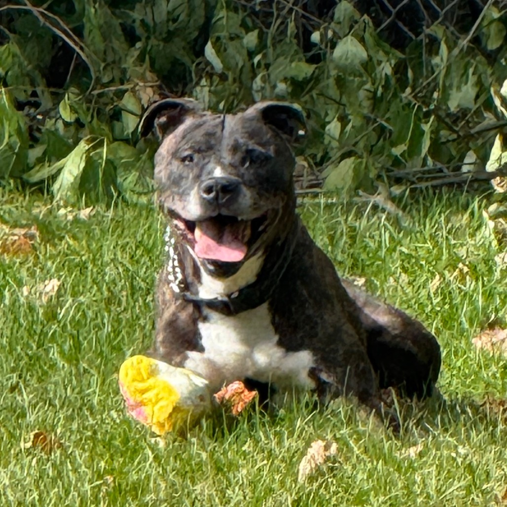 Charlie, an adoptable Boxer, Mixed Breed in Standish, MI, 48658 | Photo Image 1