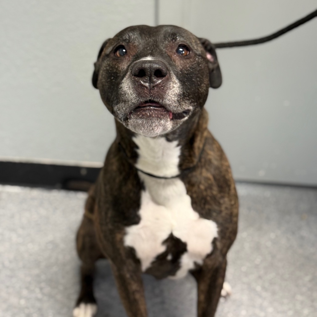 Charlie, an adoptable Boxer, Mixed Breed in Standish, MI, 48658 | Photo Image 3