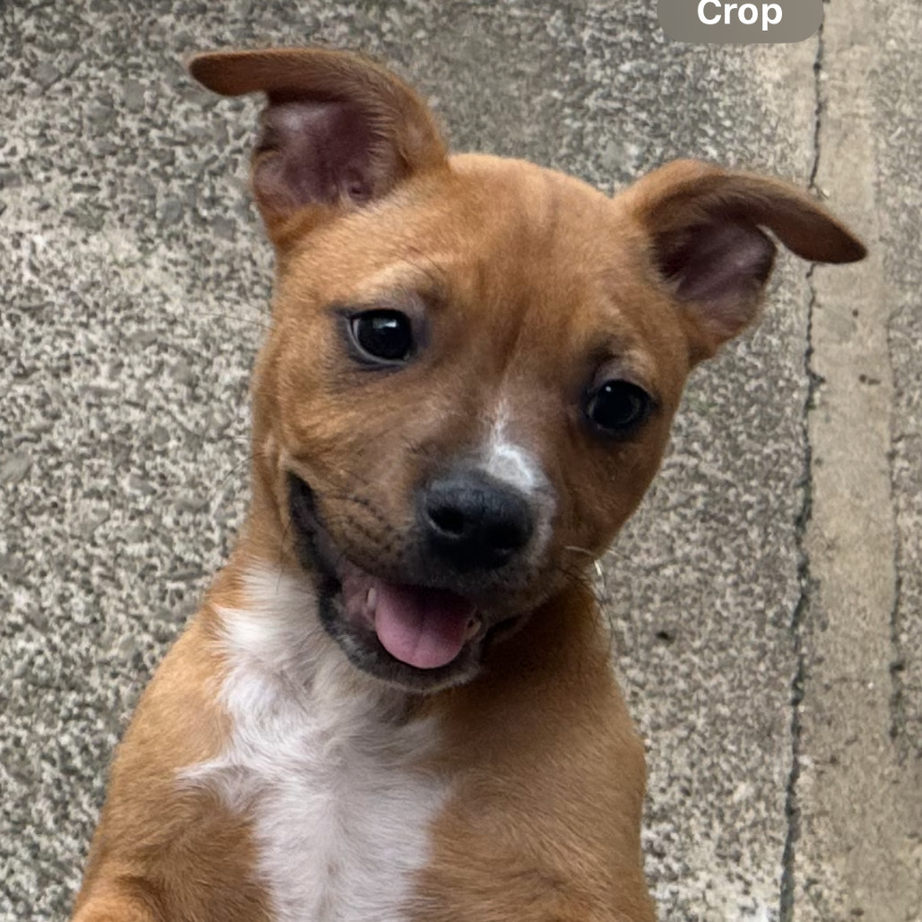 Ocean's 7 Litter: Anne, an adoptable Pit Bull Terrier in Keaau, HI, 96749 | Photo Image 1