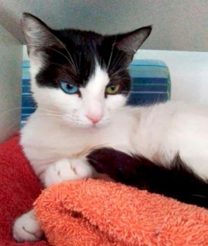 Bijoux, Adult Female Domestic Short Hair