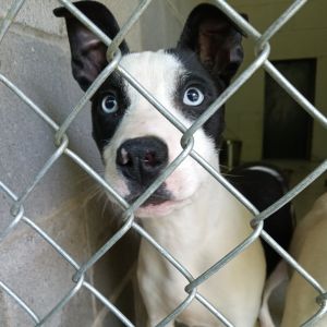 Barney, Young Male Husky