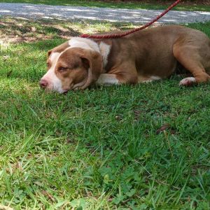Mavis, Adult Female Labrador Retriever