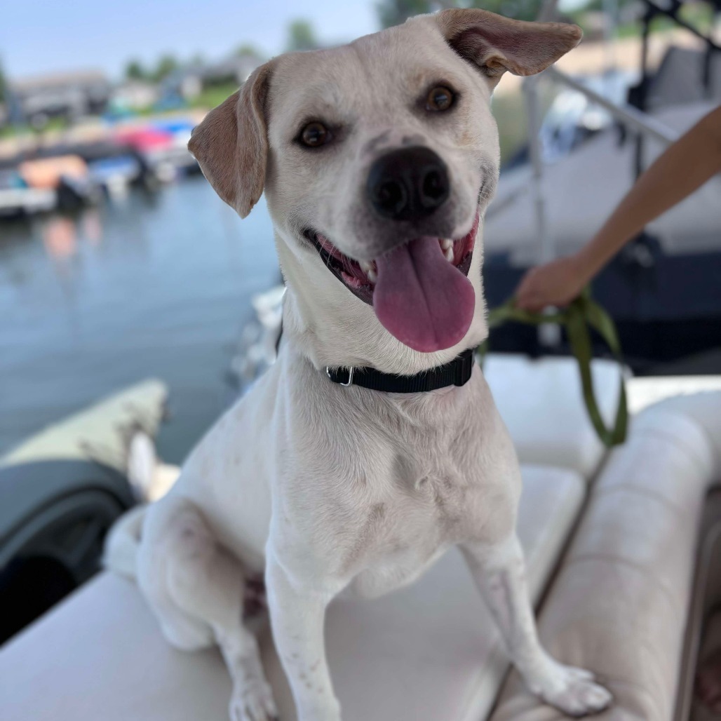 Robbie, an adoptable Mixed Breed in Bismarck, ND, 58507 | Photo Image 1