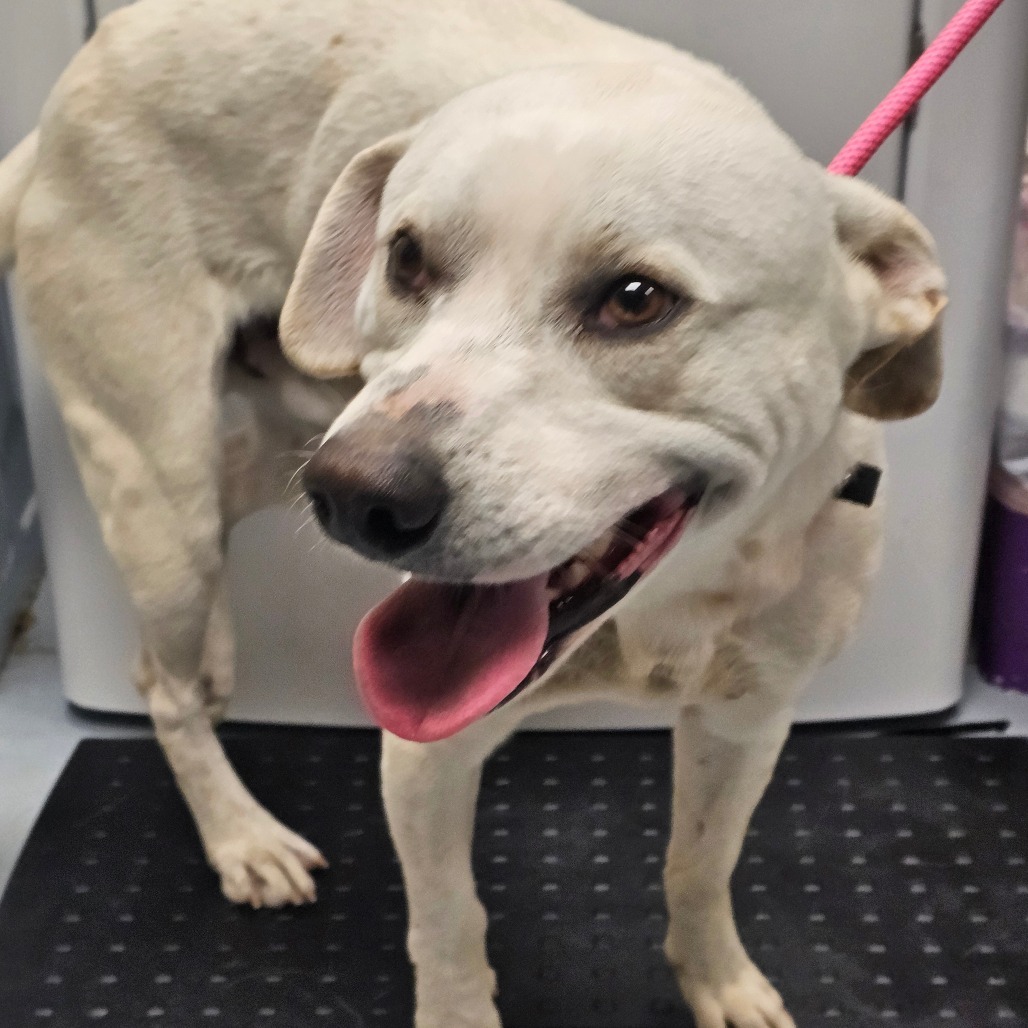 Robbie, an adoptable Mixed Breed in Bismarck, ND, 58507 | Photo Image 2