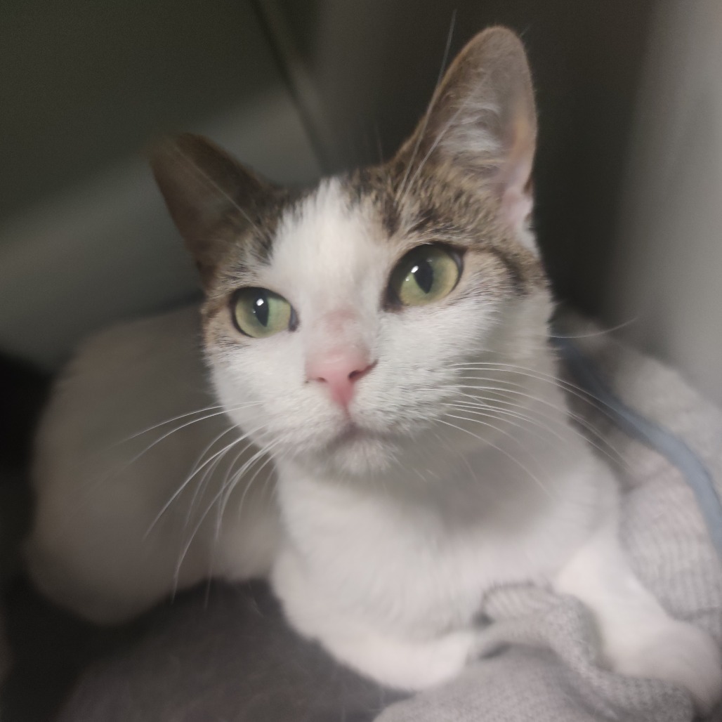 Sandy, an adoptable Domestic Short Hair in Bismarck, ND, 58507 | Photo Image 1
