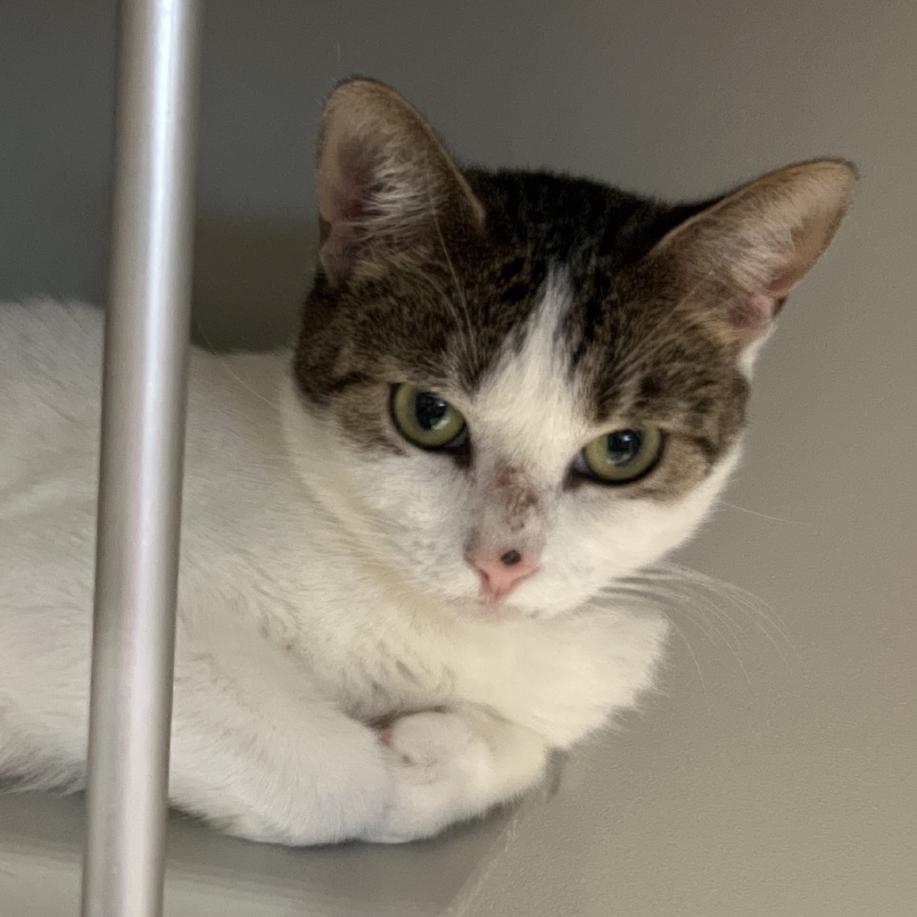 Sandy, an adoptable Domestic Short Hair in Bismarck, ND, 58507 | Photo Image 2