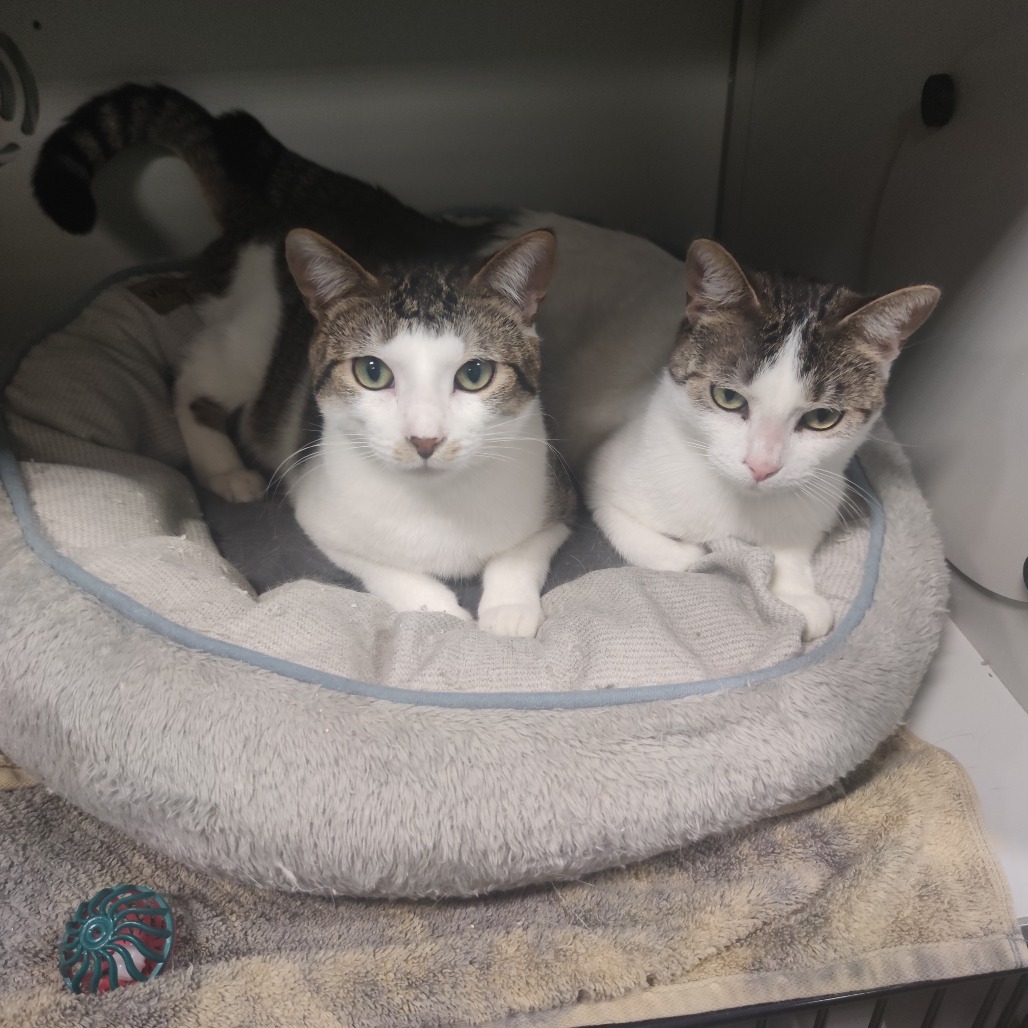 Sandy, an adoptable Domestic Short Hair in Bismarck, ND, 58507 | Photo Image 3