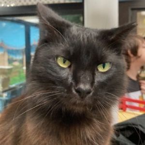 Giggles, Young Female Domestic Medium Hair
