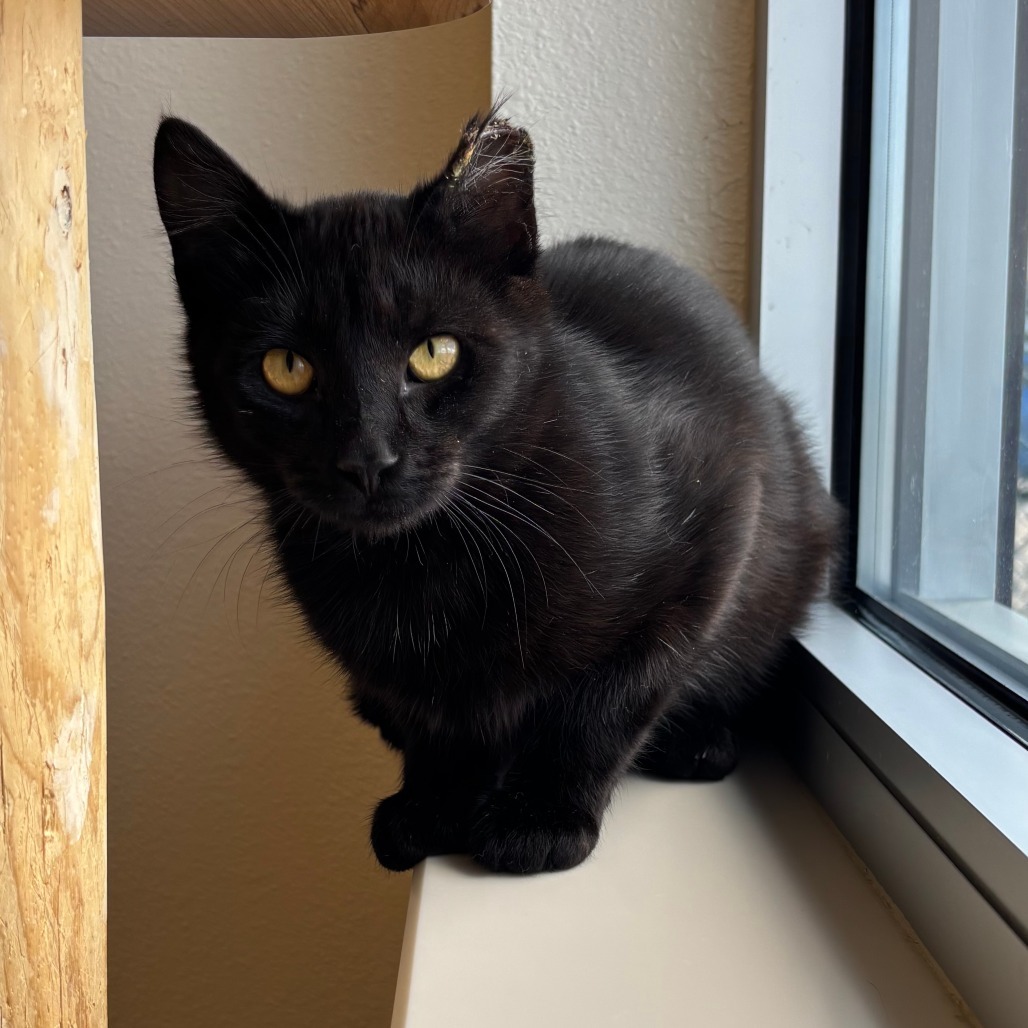 Merlin, an adoptable Domestic Short Hair in Cody, WY, 82414 | Photo Image 1