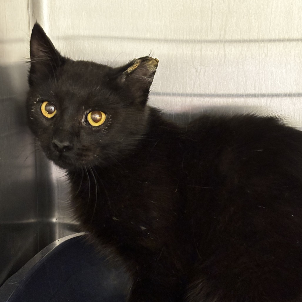 Merlin, an adoptable Domestic Short Hair in Cody, WY, 82414 | Photo Image 2