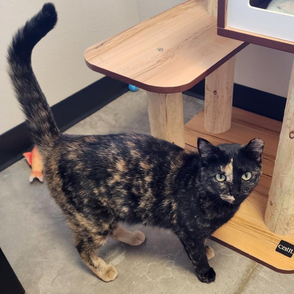 Jupiter, an adoptable American Shorthair in Cody, WY, 82414 | Photo Image 1