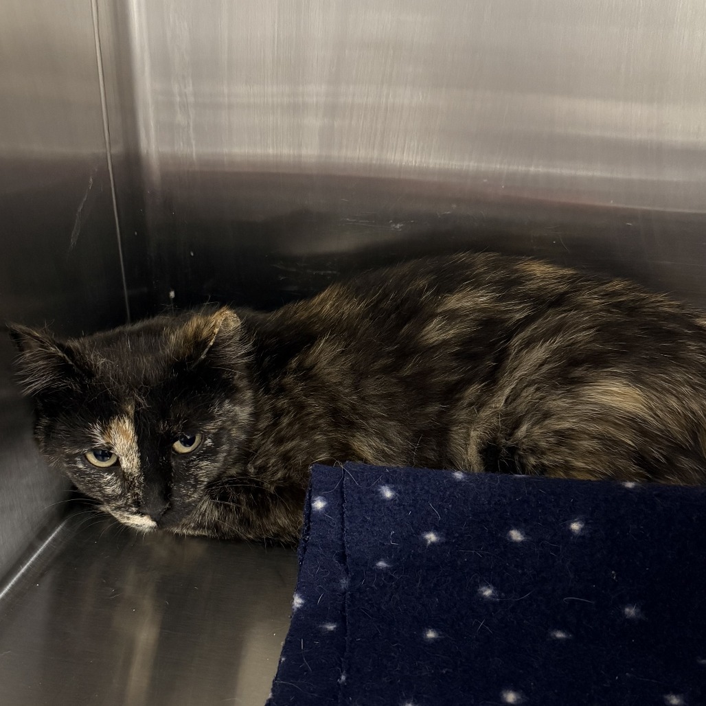 Jupiter, an adoptable American Shorthair in Cody, WY, 82414 | Photo Image 2