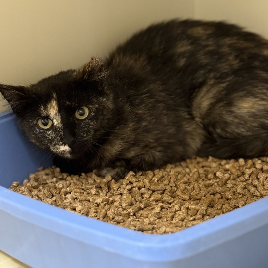 Jupiter, an adoptable American Shorthair in Cody, WY, 82414 | Photo Image 3
