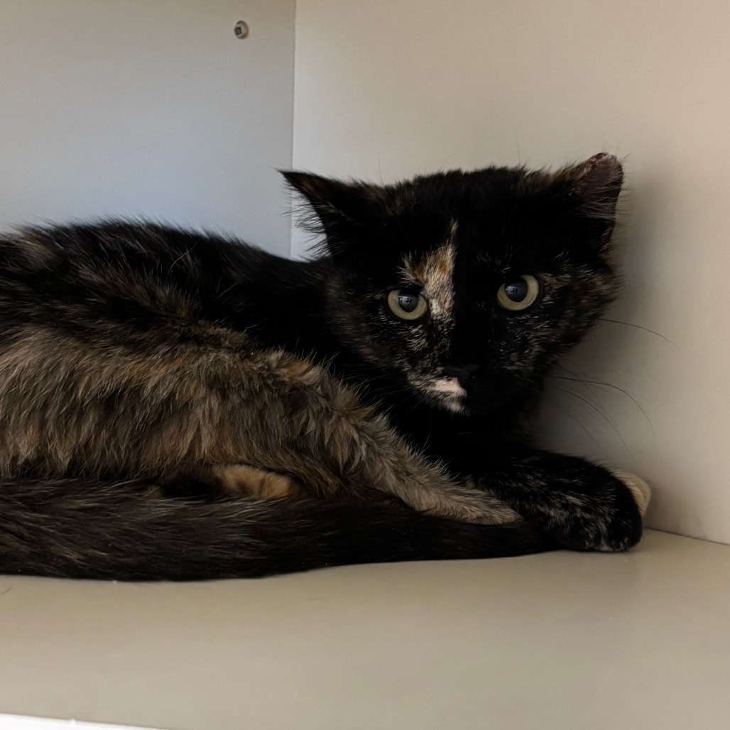 Jupiter, an adoptable American Shorthair in Cody, WY, 82414 | Photo Image 4