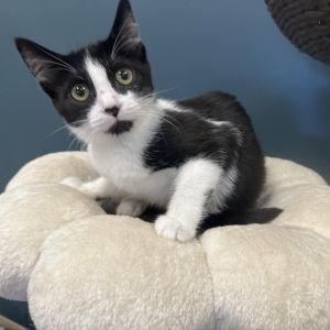 Max Black, Young Female Domestic Short Hair
