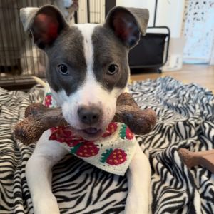 Penelope, Young Female Pit Bull Terrier