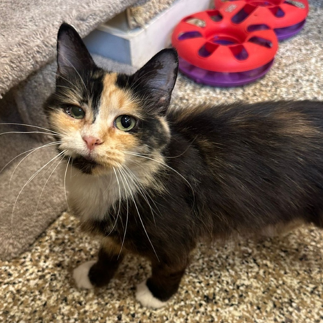 Clover, an adoptable Ragdoll in Tipton, IN, 46072 | Photo Image 1
