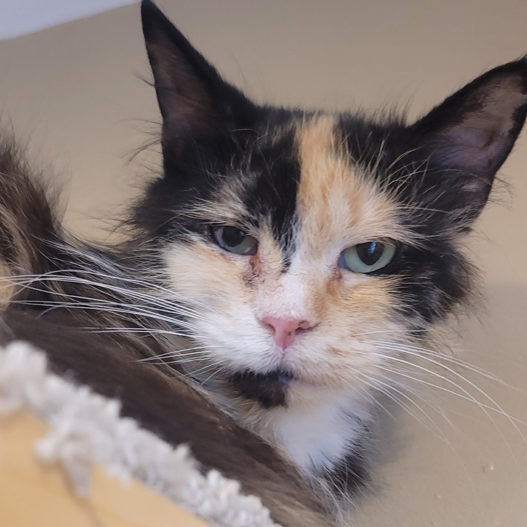 Clover, an adoptable Ragdoll in Tipton, IN, 46072 | Photo Image 5