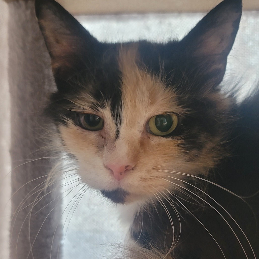Clover, an adoptable Ragdoll in Tipton, IN, 46072 | Photo Image 6