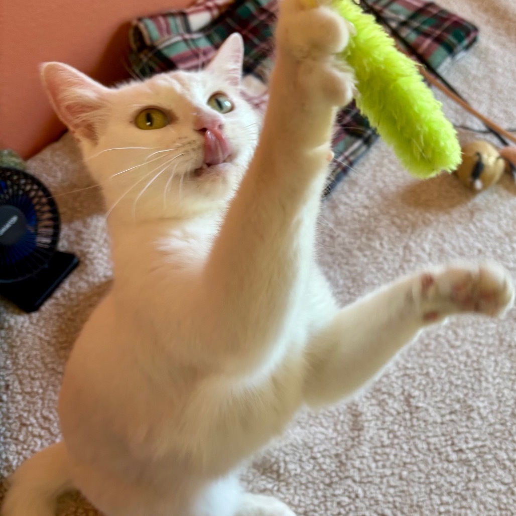 Robin - Sweet & Friendly, an adoptable Domestic Short Hair in Flagstaff, AZ, 86004 | Photo Image 2
