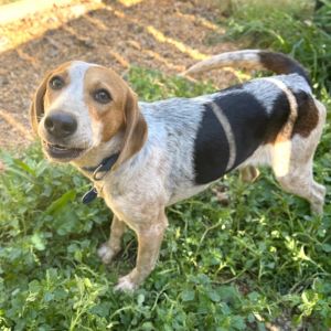 Aponi, Young Female Hound