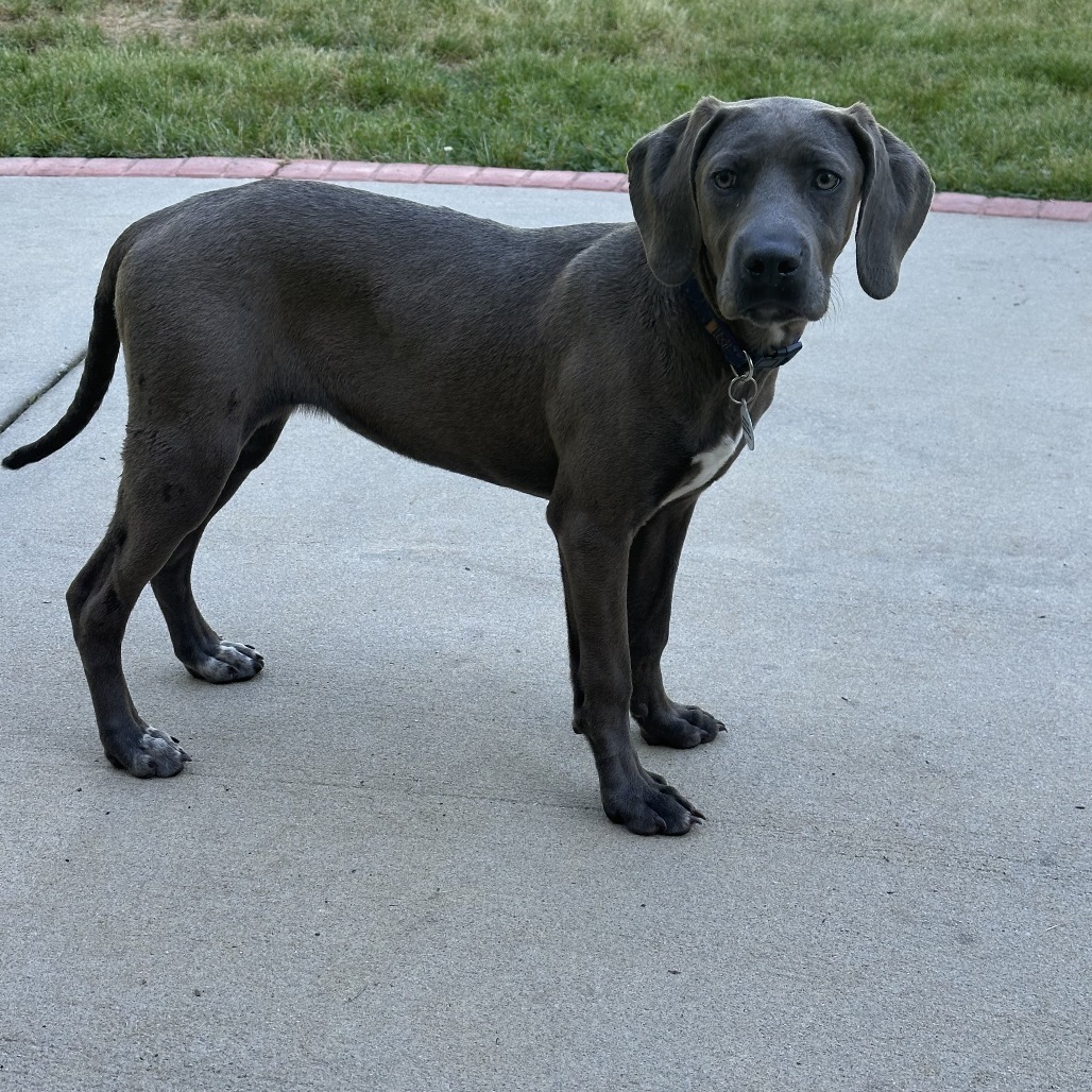 Pepper