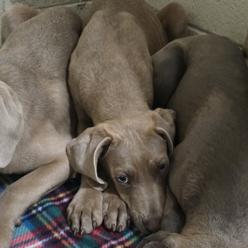 Pepper