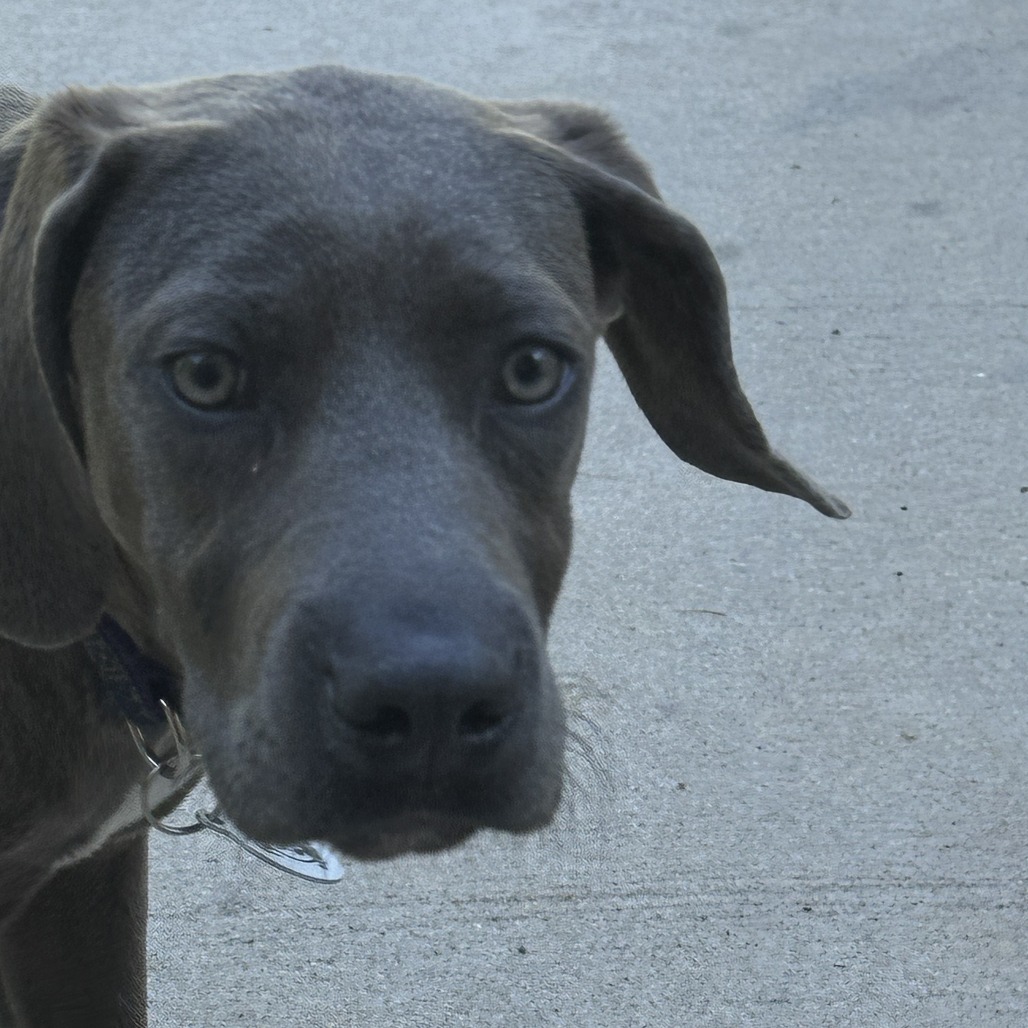 Pepper