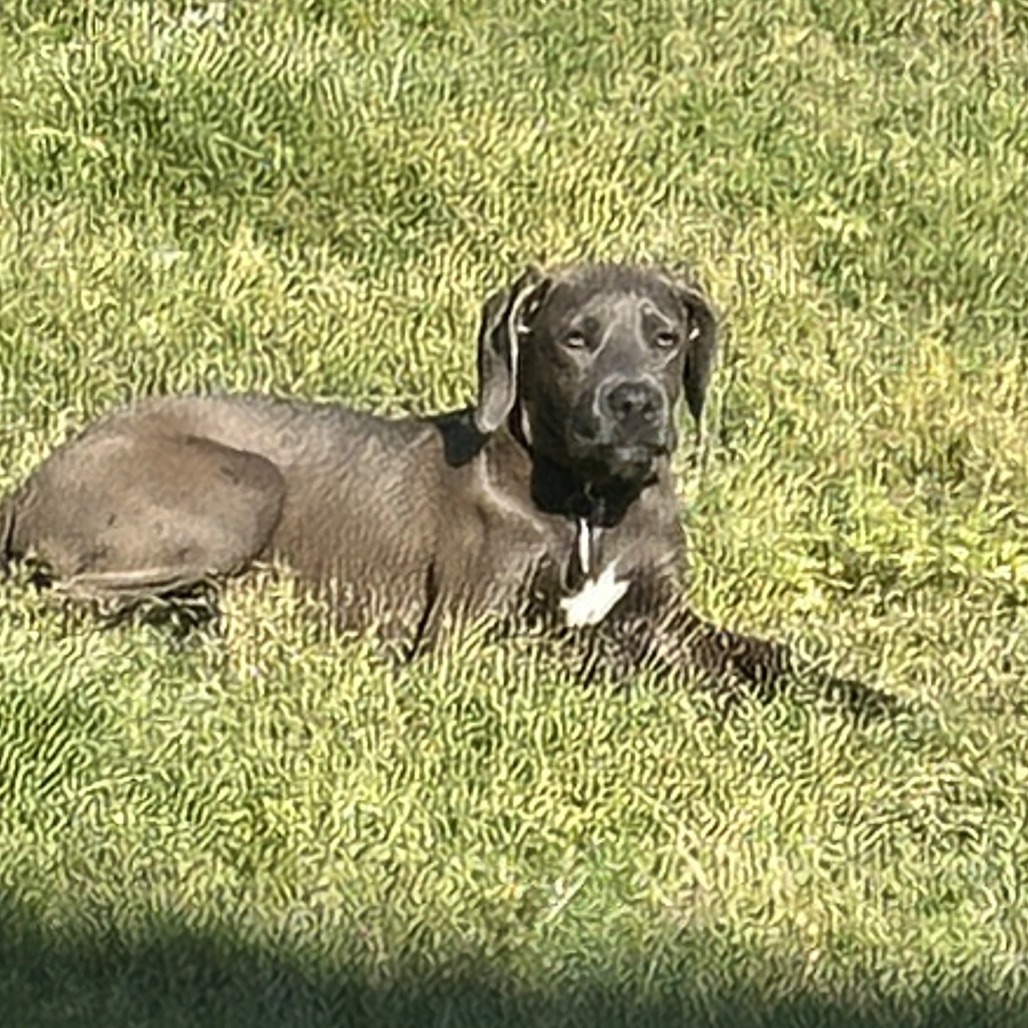 Pepper