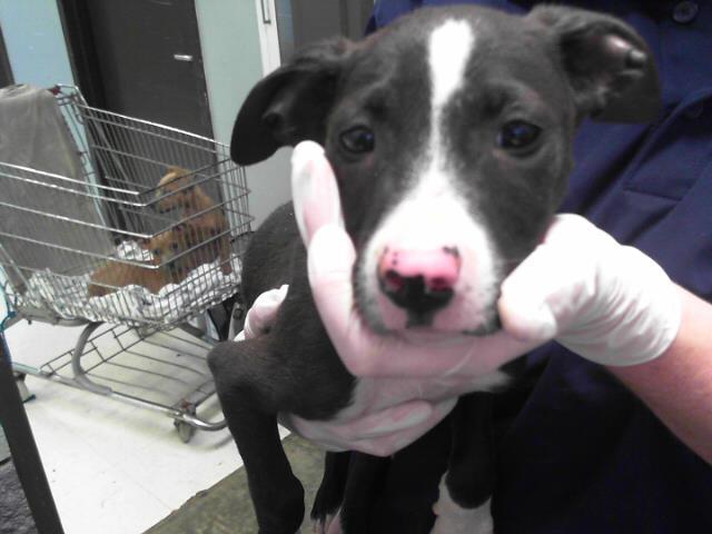 PEPPER