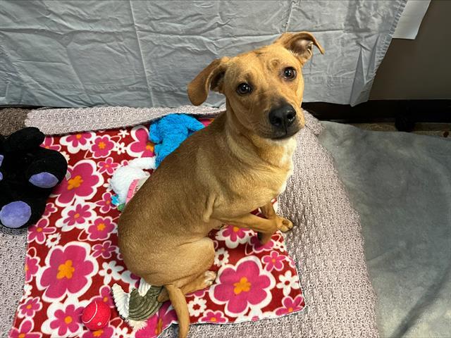 ROSIE