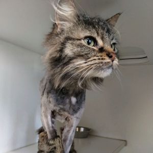 Peony, Senior Female Domestic Long Hair