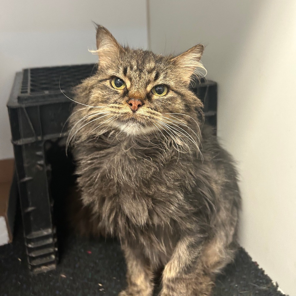 Peony, an adoptable Domestic Long Hair in Norfolk, NE, 68701 | Photo Image 1