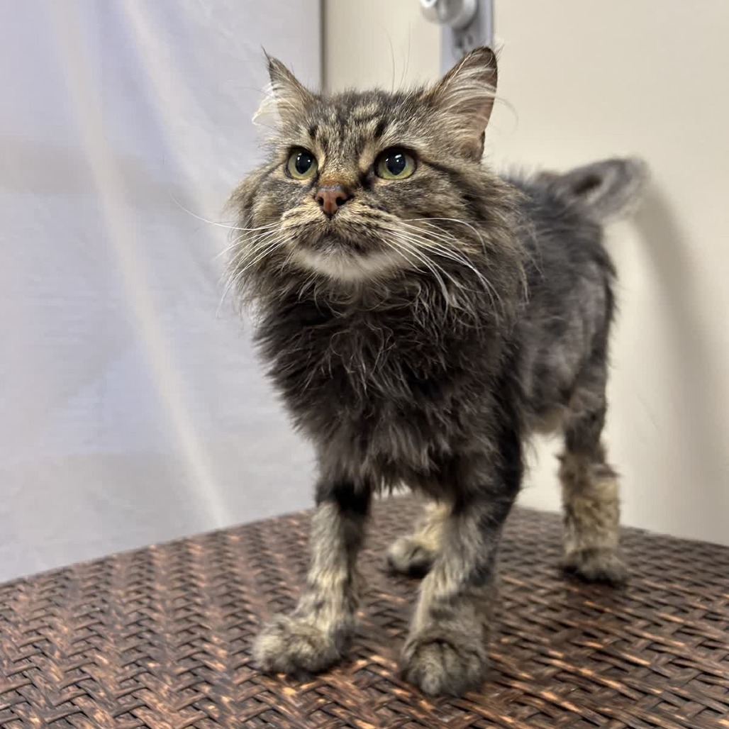 Peony, an adoptable Domestic Long Hair in Norfolk, NE, 68701 | Photo Image 2