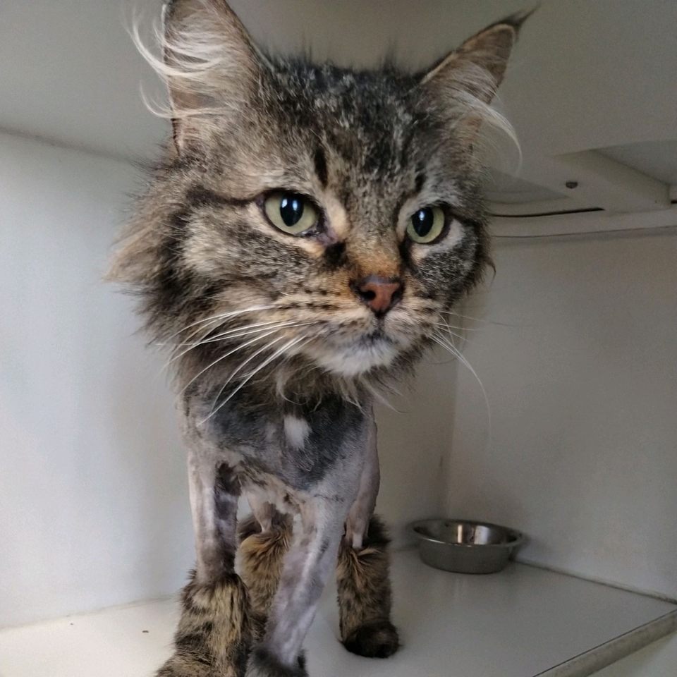Peony, an adoptable Domestic Long Hair in Norfolk, NE, 68701 | Photo Image 3