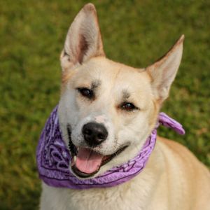 Foxy, Adult Female Cattle Dog