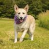 Foxy photo 6
