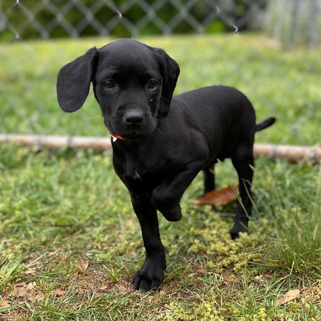 Onyx