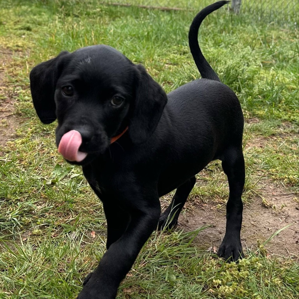 Onyx