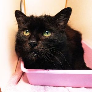 Boba, Senior Female Domestic Long Hair