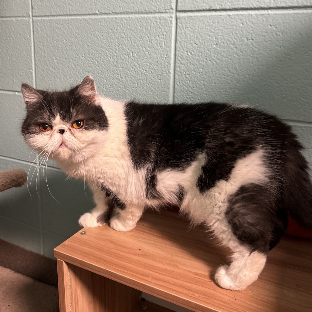 Twix, an adoptable Exotic Shorthair, Persian in South Elgin, IL, 60177 | Photo Image 1