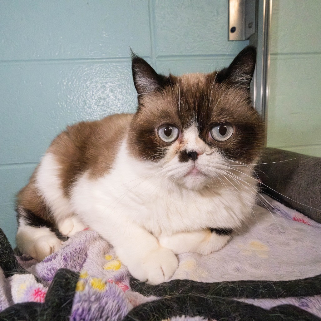 KitKat, an adoptable Exotic Shorthair, Persian in South Elgin, IL, 60177 | Photo Image 1