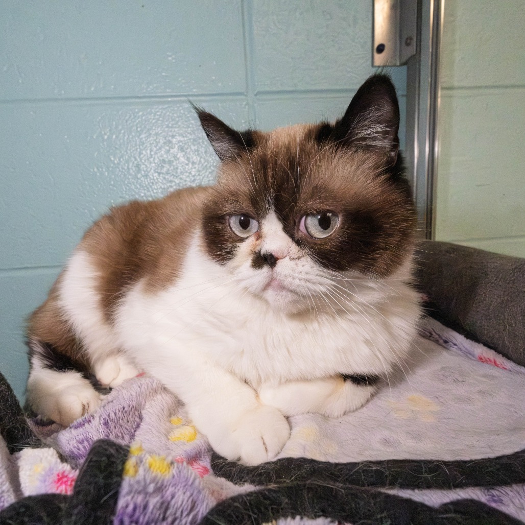 KitKat, an adoptable Exotic Shorthair, Persian in South Elgin, IL, 60177 | Photo Image 2