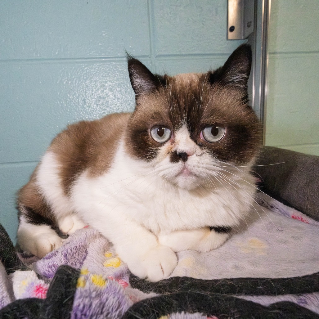 KitKat, an adoptable Exotic Shorthair, Persian in South Elgin, IL, 60177 | Photo Image 3