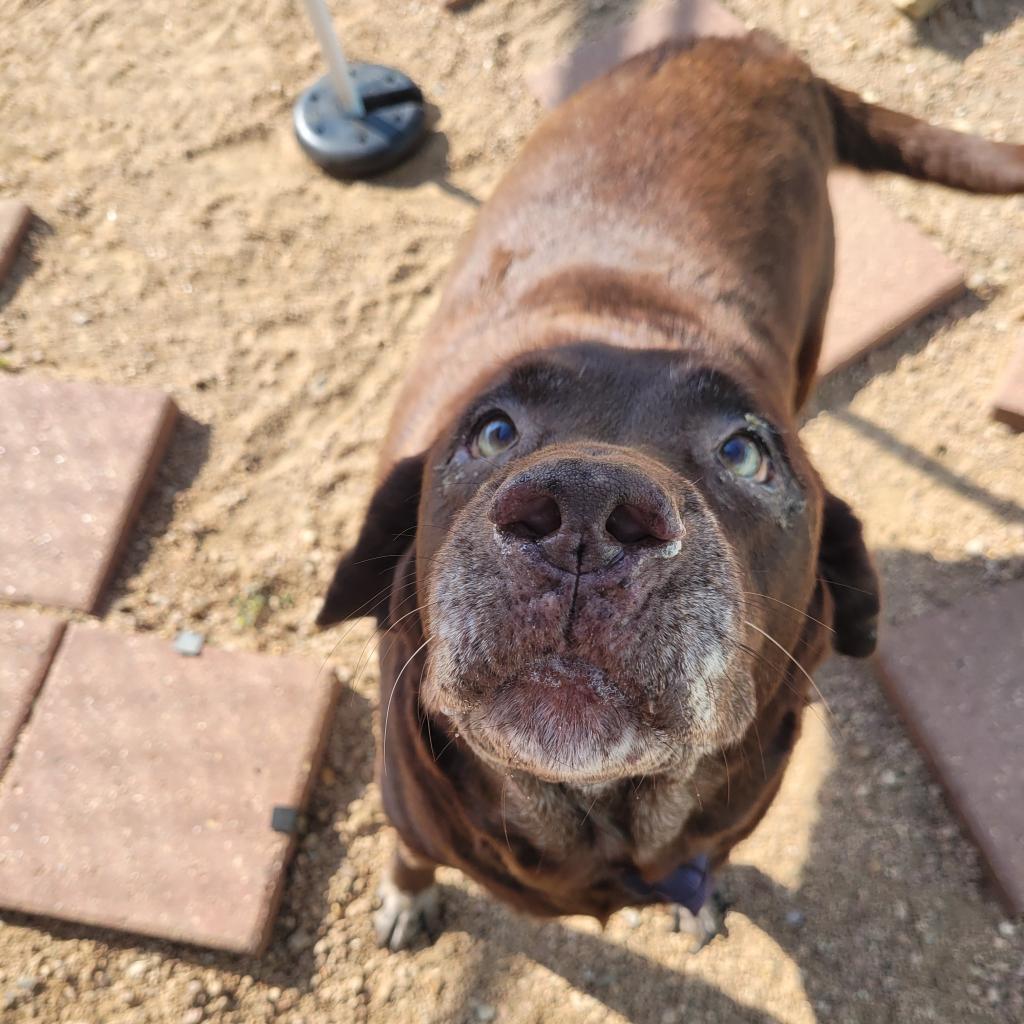 Brownie