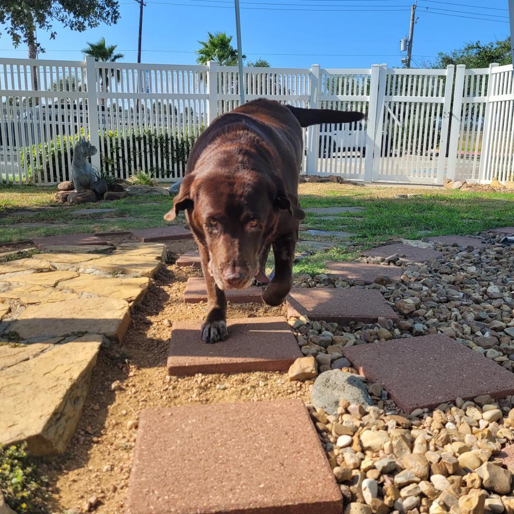 Brownie