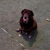 Brownie photo 6