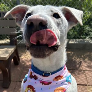 Dudley, Young Male Labrador Retriever