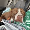 HM24 Grizz photo 6